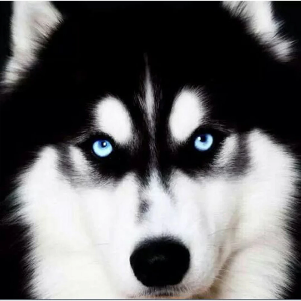LI LOYE DIY diamond painting Husky's smile cross stitch