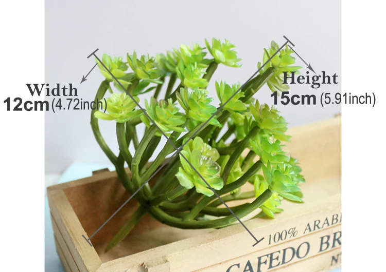 03 Succulent Parameter