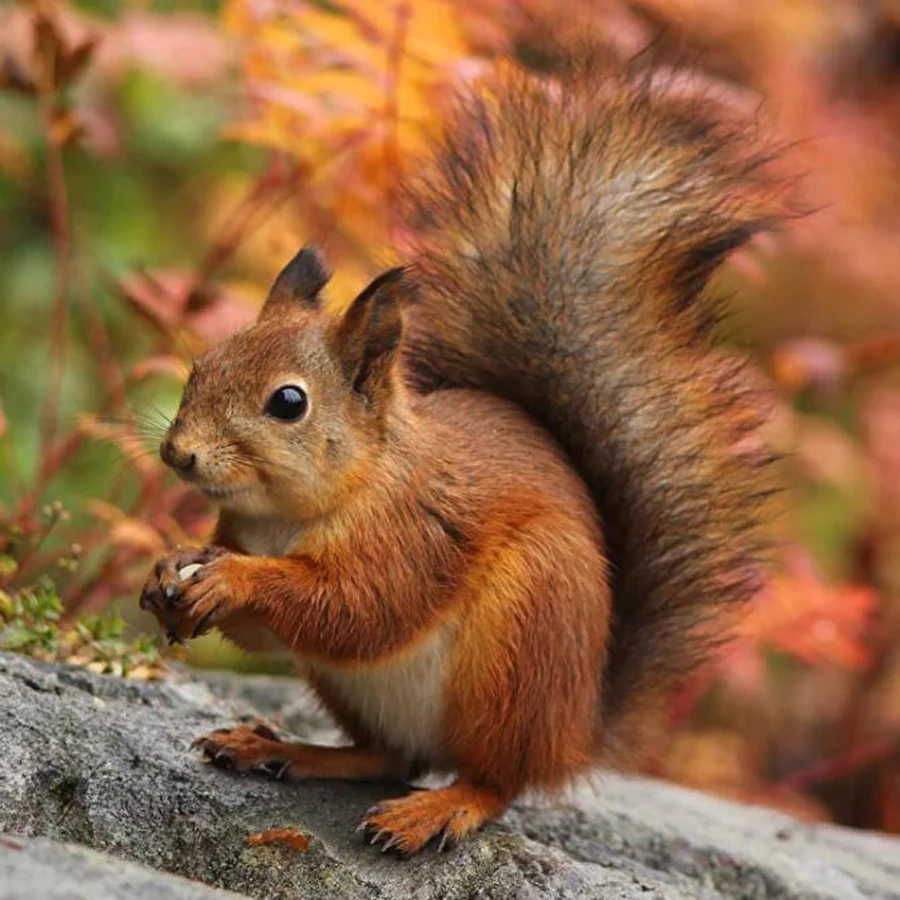 Diy Daimond Painting 3D diamond rhinestone full square drill full round diamond embroidery animal Squirrel forest animal