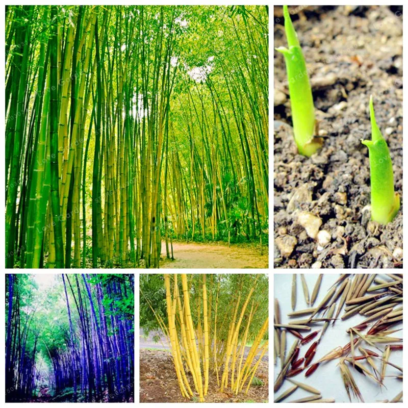 

50 Pcs Green Fresh Giant Moso Bamboo Bonsai For Home Garden Plants Bonsai Beautiful Bonsai