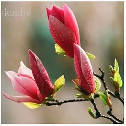 Magnolia недавно собранный с кожей bonsais Wang Chunhua Magnolia bonsais 5 шт