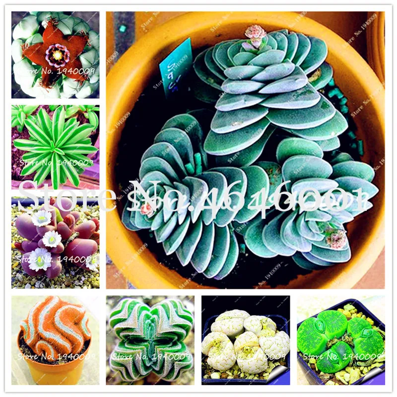 

200 Pcs Rare Mixed Cactus Plants Raw Stone Lithops Of Cactus plants Organic Garden Succulent Bonsai Balcony Flower Planting