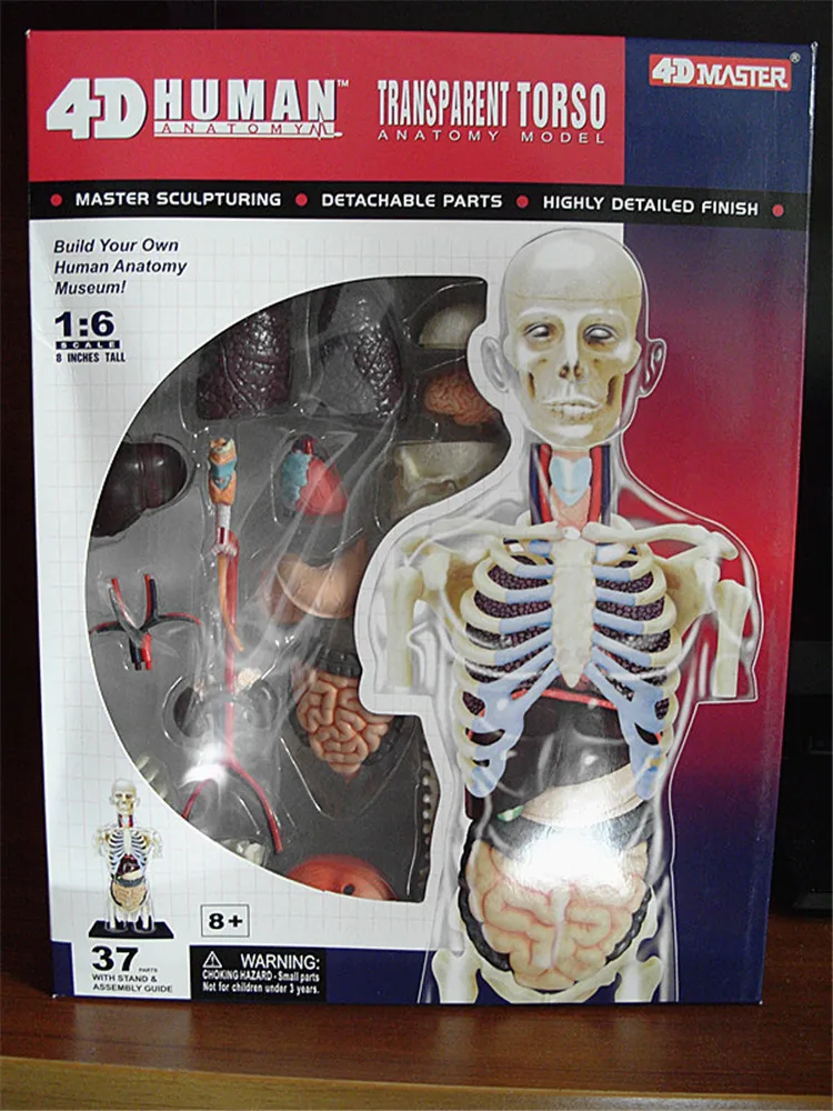 Образовательный Собранный 4d человеческий корпус прозрачный череп для изучения анатомии манекен сердце анатомия модель головоломка медицинская наука кукла игрушки 8"