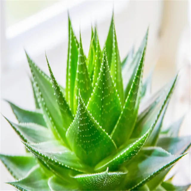 Aloe Vera seeds 20 pcs/pack GreenSeedGarden