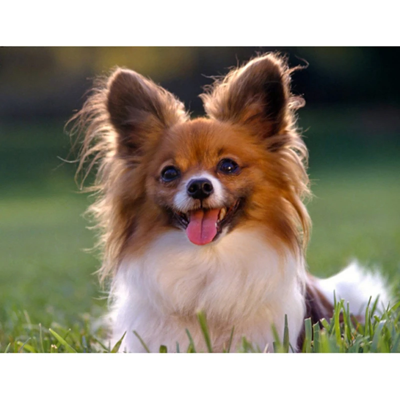 Road's End Papillons & Phalenes: 3 Months old Papillon Dog Papillon dog, Papillo