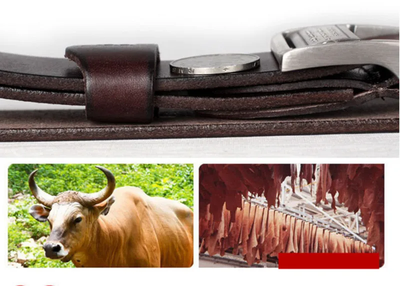 belt (10)