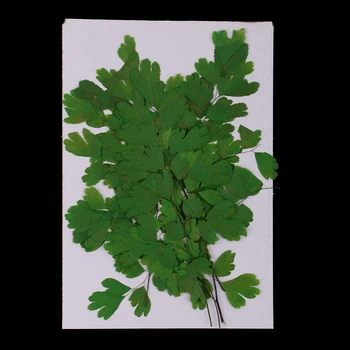 

12Pieces Pressed Leaves Natural Dried Flowers DIY Scrapbooking Embellishment