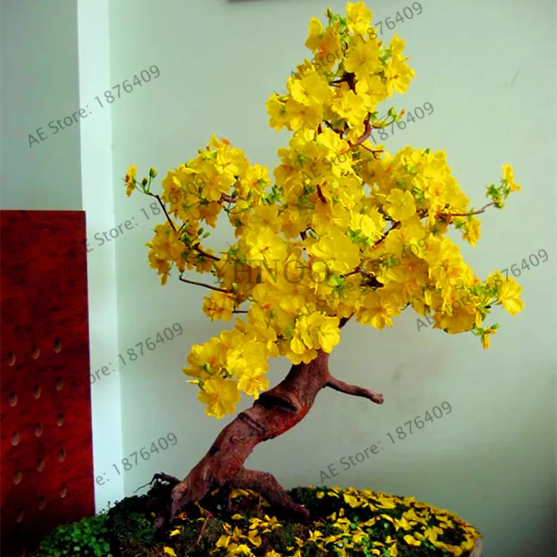 10 шт./пакет желтый жасмин завод, для дома и сада в горшках бонсай, потрясающий запах и красивыми цветами для комнаты