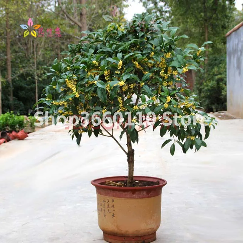 

New Arrival ! 100% Genuine 10pcs Osmanthus Fragrans flower Bonsai Plant , Fragrant Olive Sweet Osmanthus Tree Sweet Olive