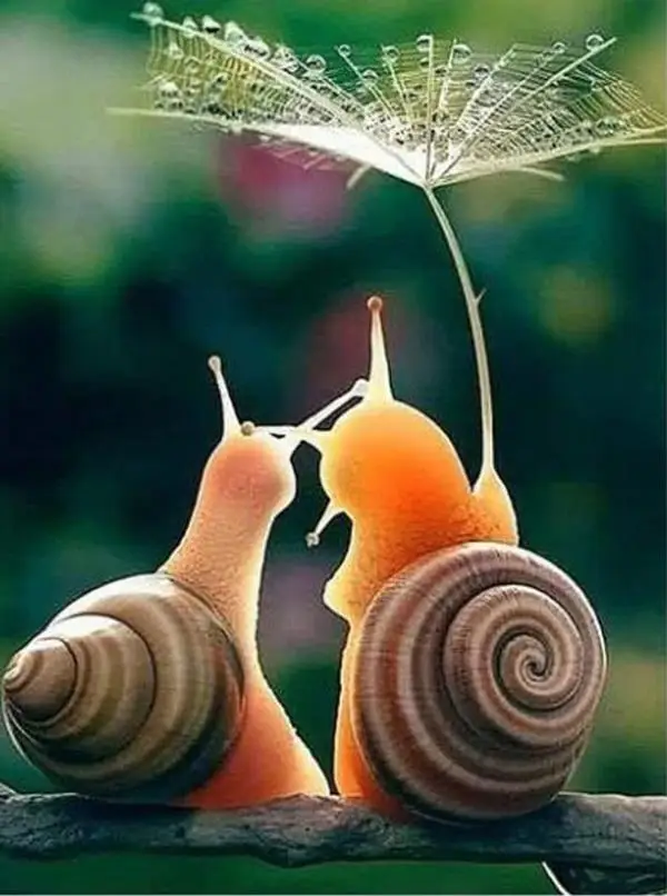 

Diamond Painting new Diamond Embroidery Sale couple Snails 5D DIY cross Stitch Full Square round Rhinestone mosaic painting arts