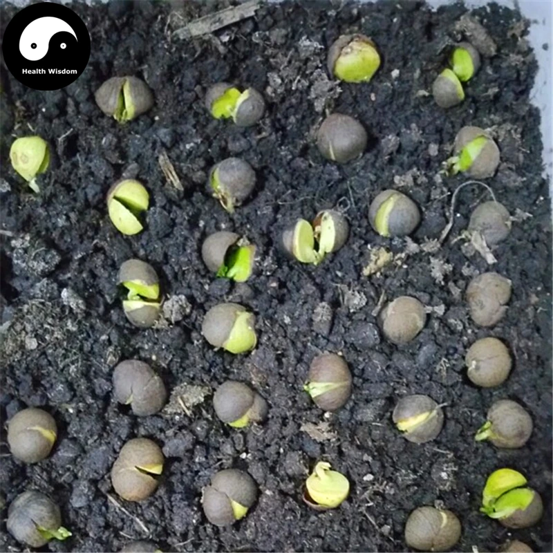 Buy Green Teea Tree Semente 120pcs Plant Green Teea Garden For Xin Yang Mao Jian