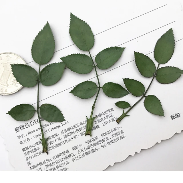New Rose Leaf Dried Pressed Flower Arrangements Postcard Decoration Diy Material 1 Lot 10bags 1pcs Rose Leaves Flower Arrangementdried Pressed Flowers Aliexpress