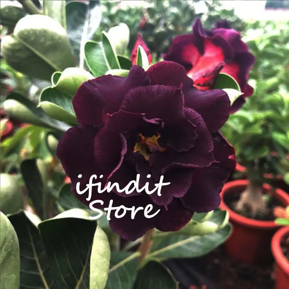 

2pcs Red Black Dragon Mix Desert Rose Tree Bonsai Perennial Flower Potted Plant Real Adenium Obesum Bonsai for Garden Balcony