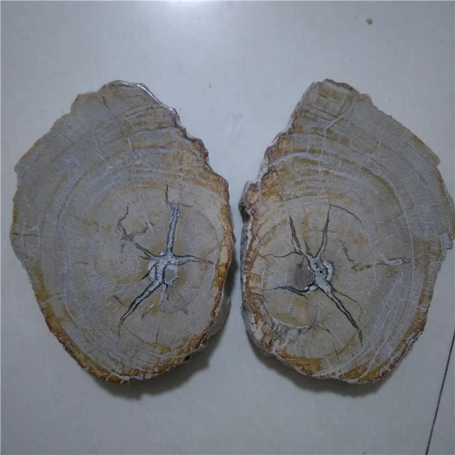 Cheap 2 big natural stones and minerals crystal woodstone fossil tree for coaster home decoration wooden tree fossil madagascar