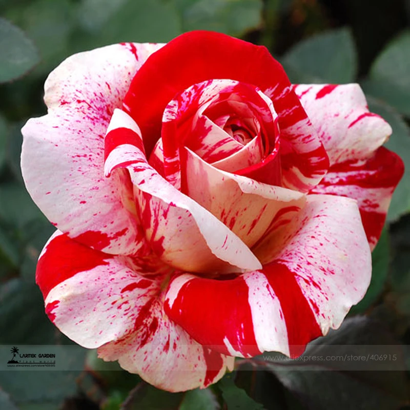 Aliexpress.com : Buy 1 Professional Pack, 50 seeds / pack, New Pink Rose Red Strip Shrub Flower Seeds #A00206 from Reliable seeds chinese suppliers on ... Pink Rose New Pink Rose New Aliexpress.com : Buy 1 Professional Pack, 50 seeds / pack, New Pink Rose Red Strip Shrub Flower Seeds #A00206 from Reliable seeds chinese suppliers on ...