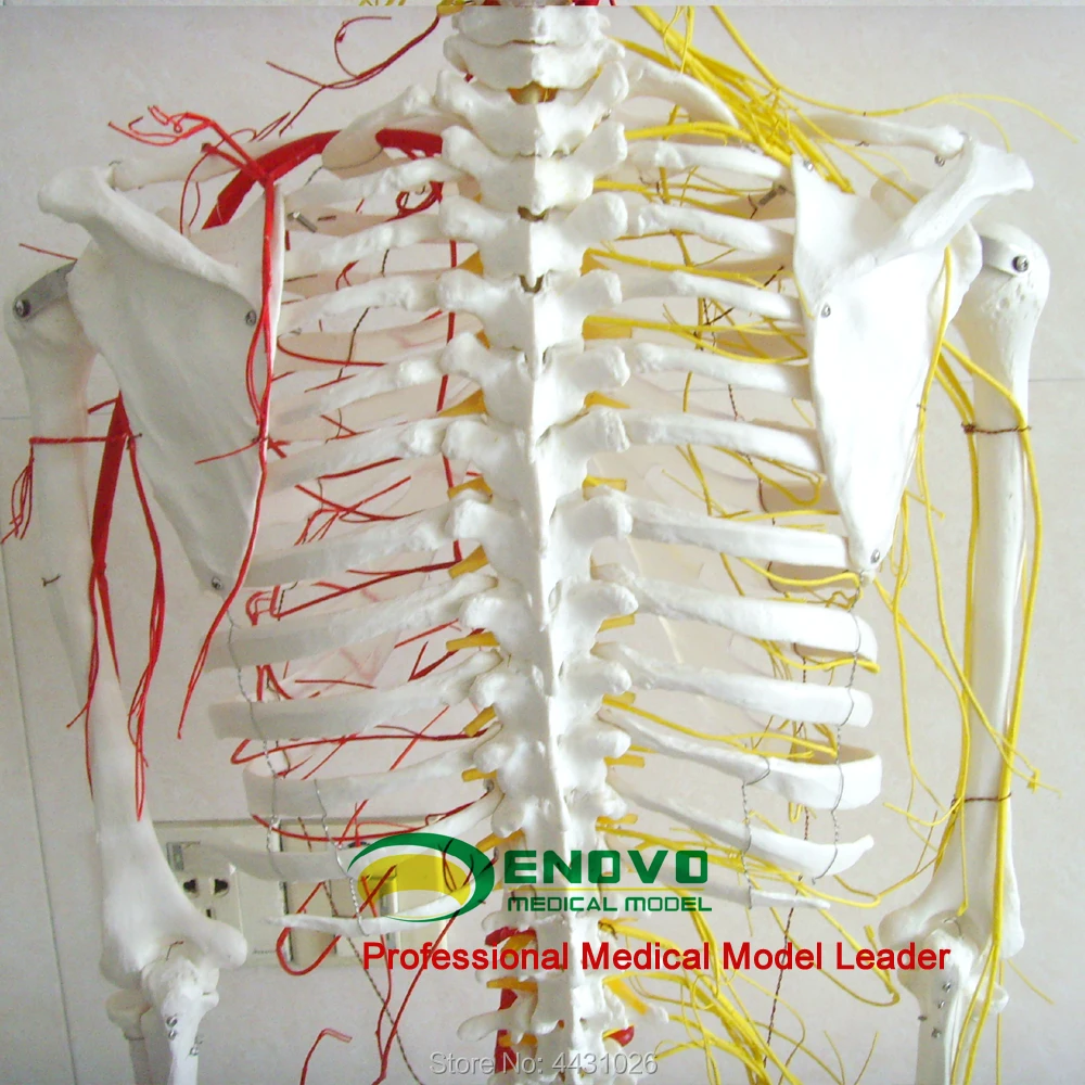 ENOVO профессиональный медицинский человек 170 см скелет кости и кровеносные сосуды Скелет образец Кости Модель медицина