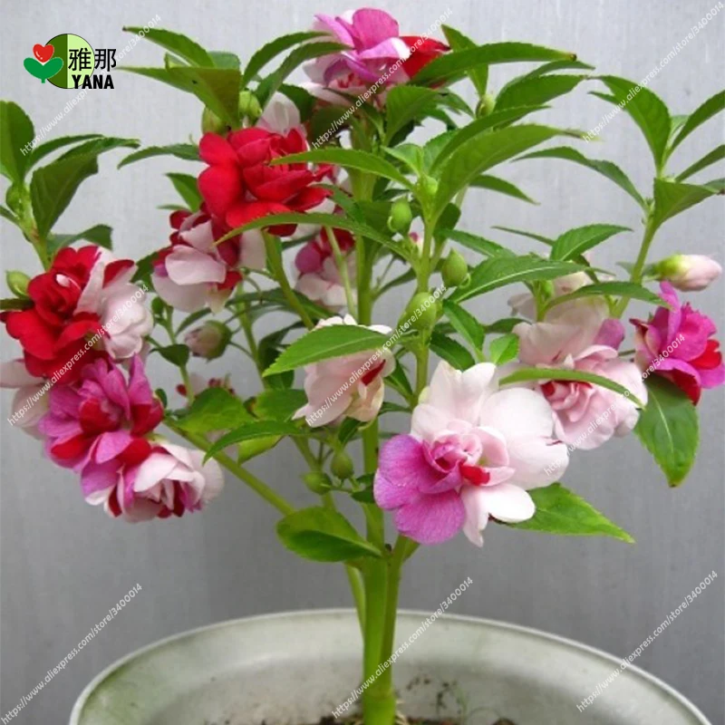 

50pcs/bag Four Seasons colorful impatiens plants flower bonsai potted plants