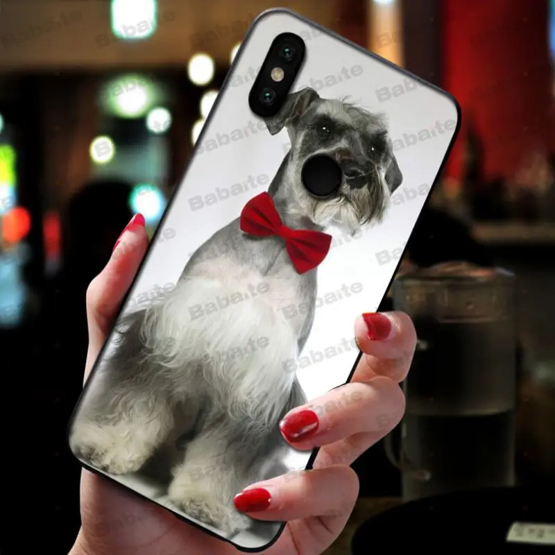 Miniature schnauzer puppy dog