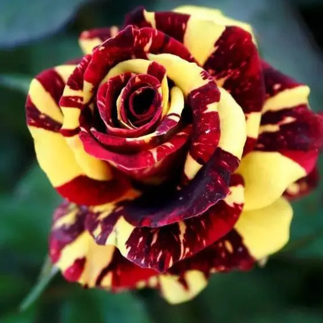 100pcs bag rare mixed colors rose rainbow rose bonsai flower black rose