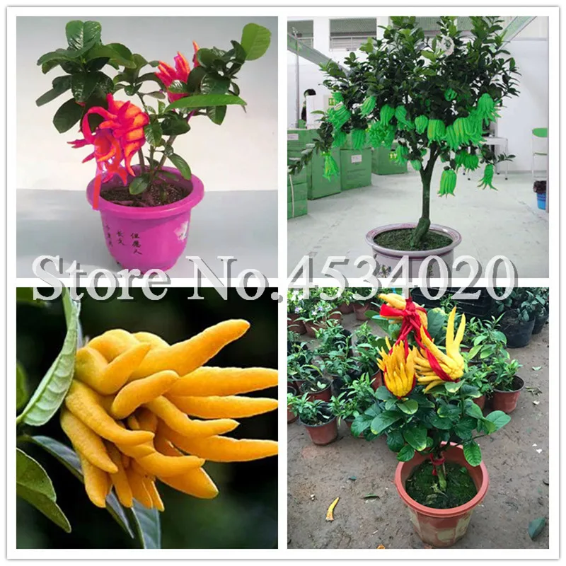 

100 Pcs Mixed Bergamot Bonsais Family Potted Plants Gold Buddha Hand Purify Air,Bonsais Finger-Citron Bergamot Vegetable Plant