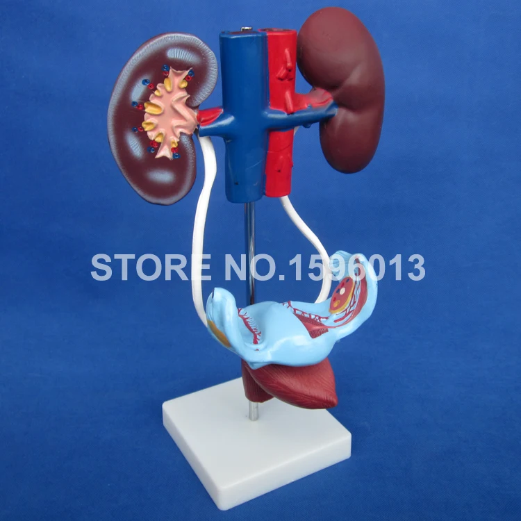 332  Female Urogenital System (1)