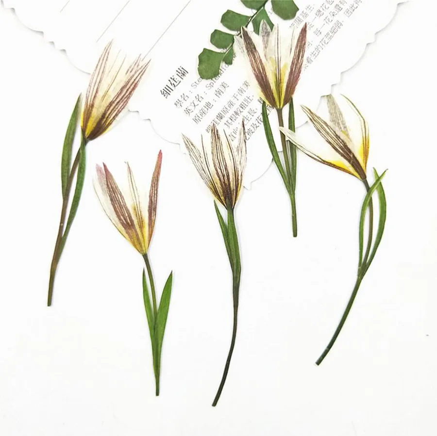 1pcs Pressed Dried Lily Flower With Stalks For Epoxy Resin Jewelry Making Postcard Photo Frame Craft Diy Accessories Aliexpress