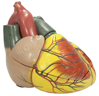 

3 times Anatomical Advanced Giant Anatomical Human Heart Model anatomy skull brain model mixer in trauma esqueleto anatomia