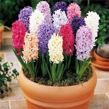 Bonsai hyacinthus Seeds 100pcs multi-Colored Flower Seeds Novel Plant for DIY Garden Free Shipping