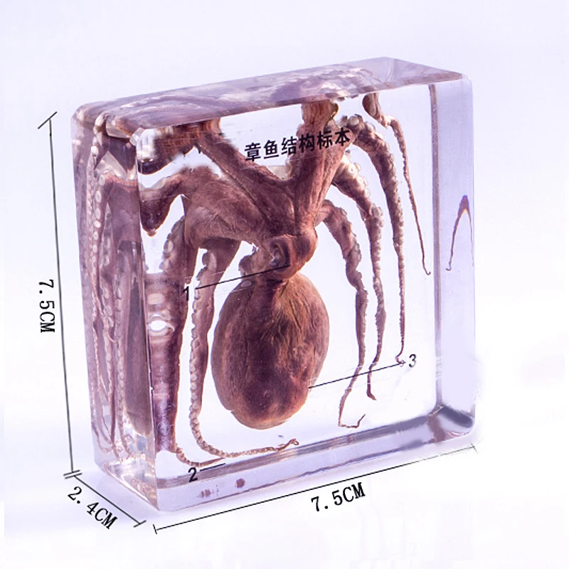 Настоящее Осьминог образцы в прозрачный люцит блок образования средней школы биологии школы учебные пособия учебный инструмент