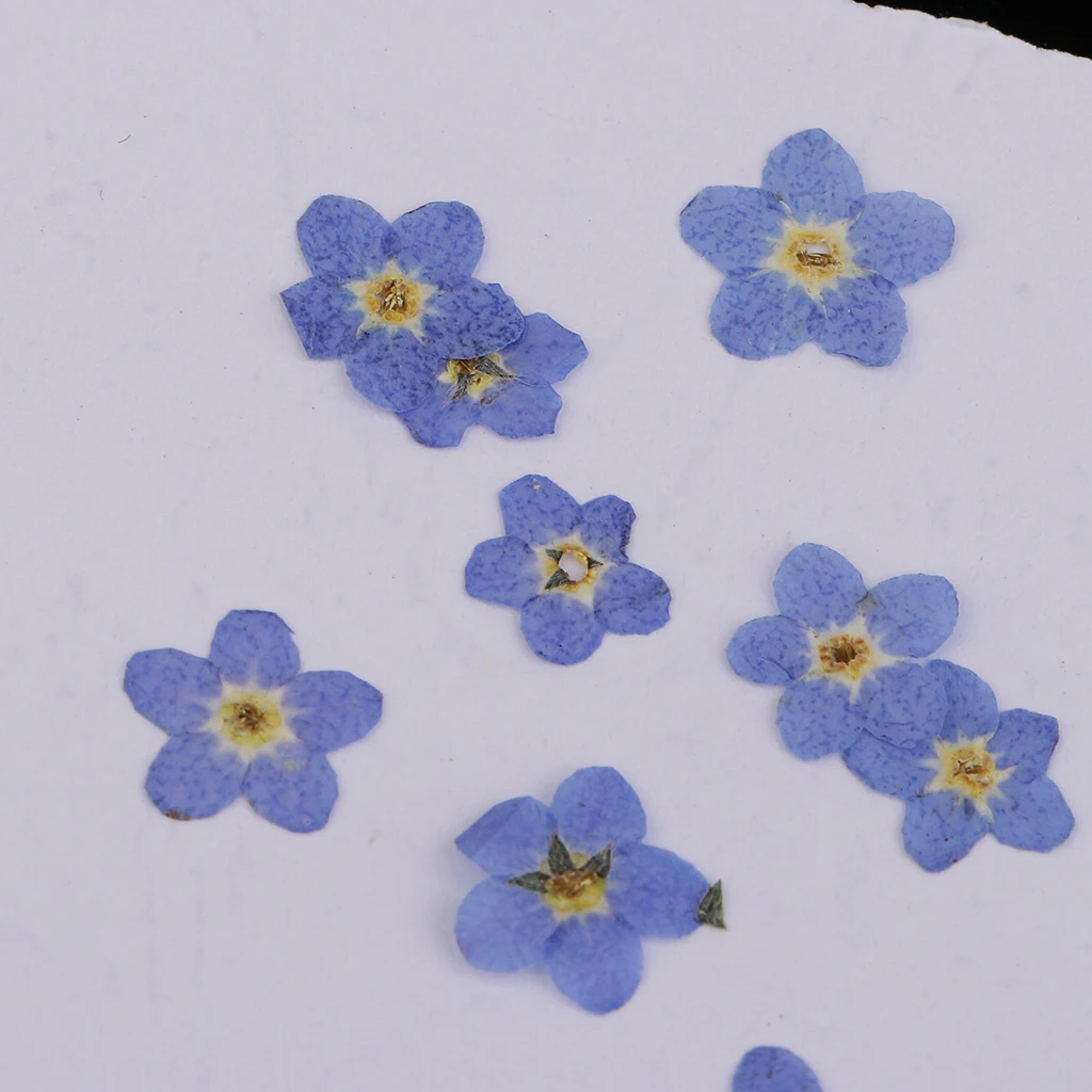 10 Pieces Natural Dried Flowers Forget Me Not for DIY Phone Case Decoration Resin Ornaments