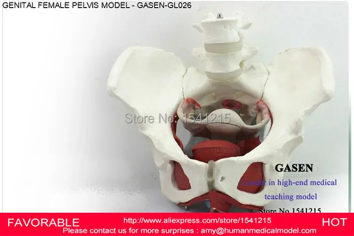 FEMALE PELVIS GENITAL MODEL MEDICAL FEMALE PELVIC STRUCTURE BLADDER VAGINAL MODEL GENITAL FEMALE PELVIS MODEL GASEN