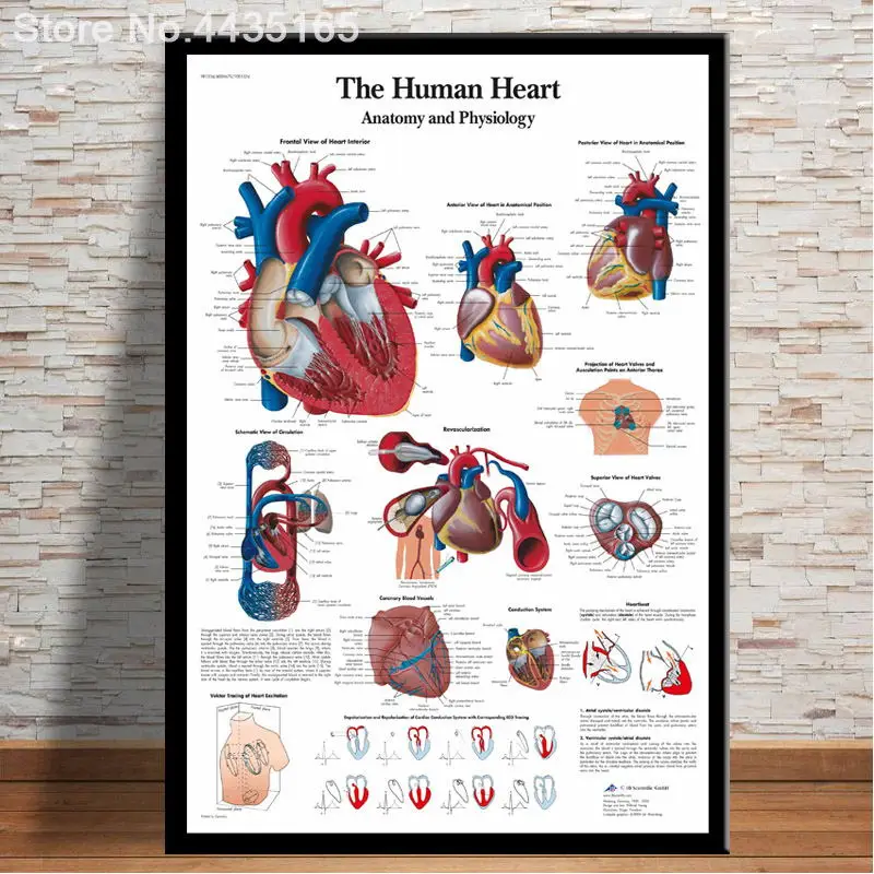 Высокая четкость плакаты и принты Анатомия человека система мышц художественный плакат тело карта холст живопись Настенная печать картина домашний декор