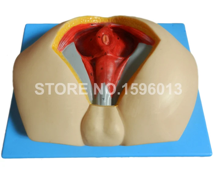 Передовая модель мужской промежности, анатомическая модель полового органа