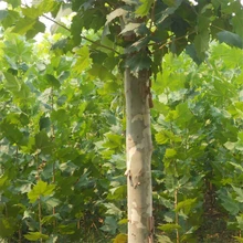 Купить Platanus Tree Semente 100 шт растительный платанус ориенталис дерево для Xuan Ling Mu