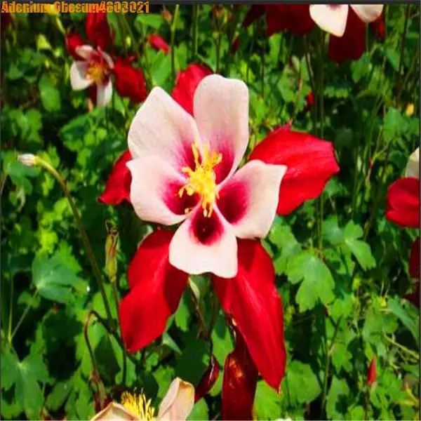 us 0 12 82 off hot 100 pcs best selling cat claw flowers latin america exotic rare exotic flowers cat claws potted plants interesting garden on cat claw plant
