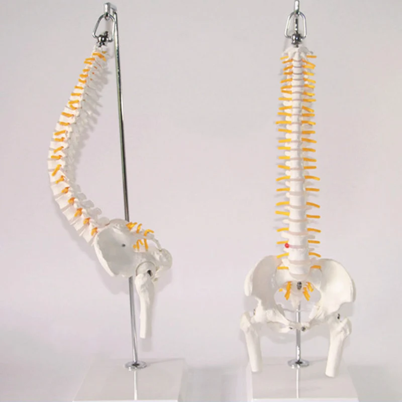 45 см 1:1 взрослых гибкий Поясничный изгиб позвоночника модель человека скелет модель с спинного диска таза модель используется для массажа, йоги и т. Д