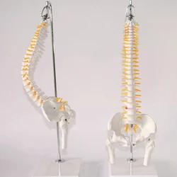 45cm 1:1 Adult Flexible Lumbar Bend Spine Model Humans Skeleton Model with Spinal Disc Pelvis Model Used for Massage ,yoga Etc.