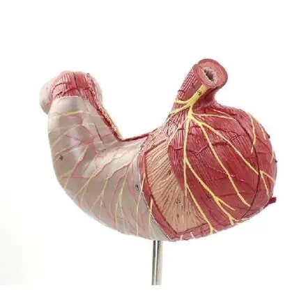 

Human Digestive System Study Teaching Model Medical Science Stomach Anatomy Model