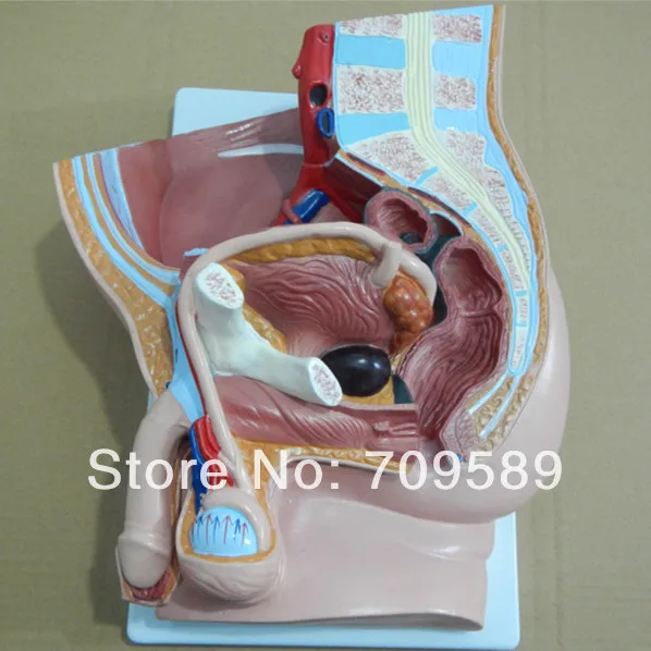 

Median section of male pelvis model, Anatomy pelvis model