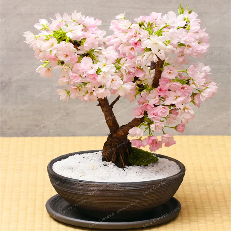 Rare Sakura Bonsai Flower Cherry Blossoms Tree Cherry Blossom Bonsai Plants For Home Garden Bonsai 10 Pcs Rare Sakura Bonsai Flower Cherry Blossoms Tree Cherry Blossom Bonsai Plants For Home Garden Bonsai 10 Pcs