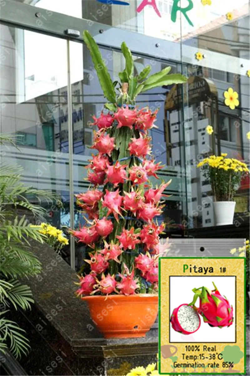 100 Pcs Red Flesh Dragon fruit Bonsai Nutrition And Delicious Succulent Fruit Bonsai Vegetable Bonsai Plant Easy To Grow 100 Pcs Red Flesh Dragon fruit Bonsai Nutrition And Delicious Succulent Fruit Bonsai Vegetable Bonsai Plant Easy To Grow