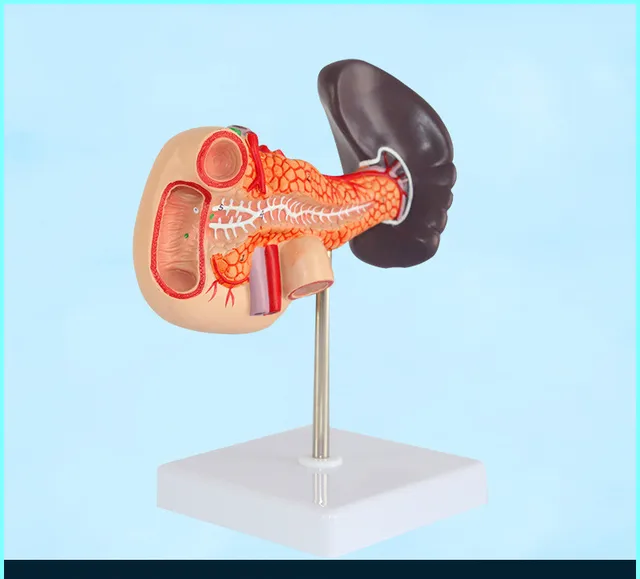 1 1 life size human anatomical pancreas with spleen and duodenum pancreas size