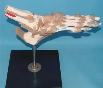 

Natural size foot jiont skeleton model with ligament muscle coloring foot joint function model