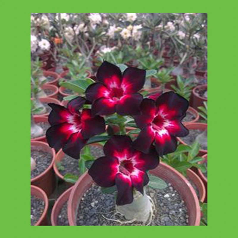 

100% real dark red petals desert rose balcony Easy to grow potted Home Garden Flowers Bonsai Plants Adenium Obesum 1 PCS