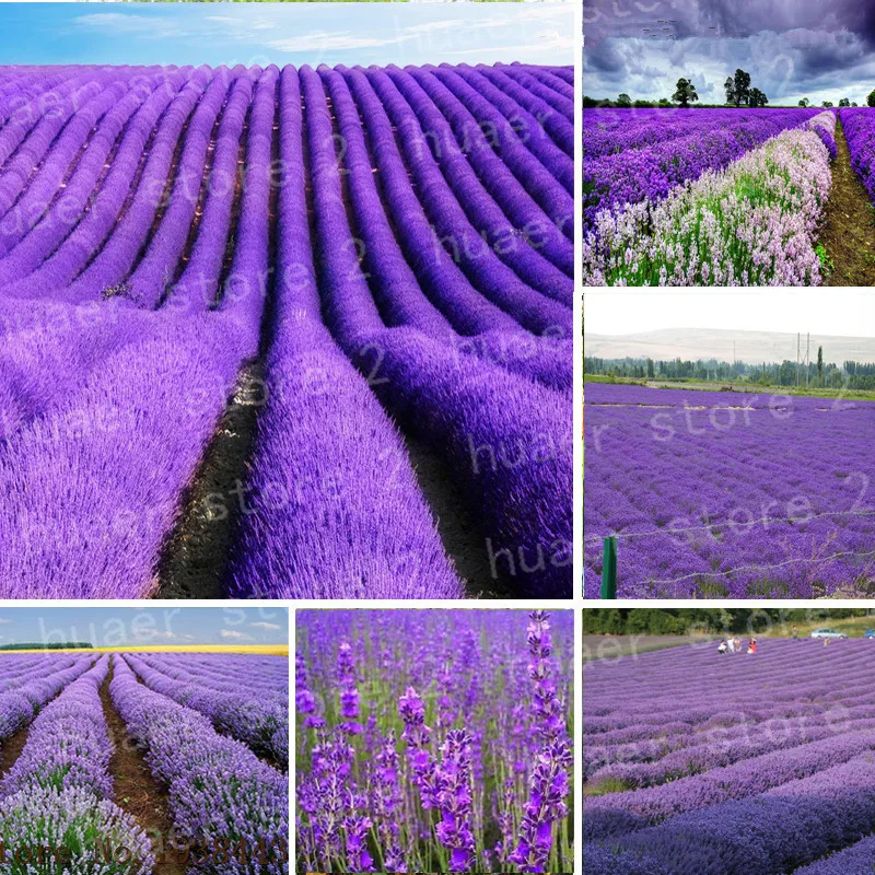 

100pcs / french provence lavender bonsai very fragrant organic lavender plant flower Flower plant Home Garden