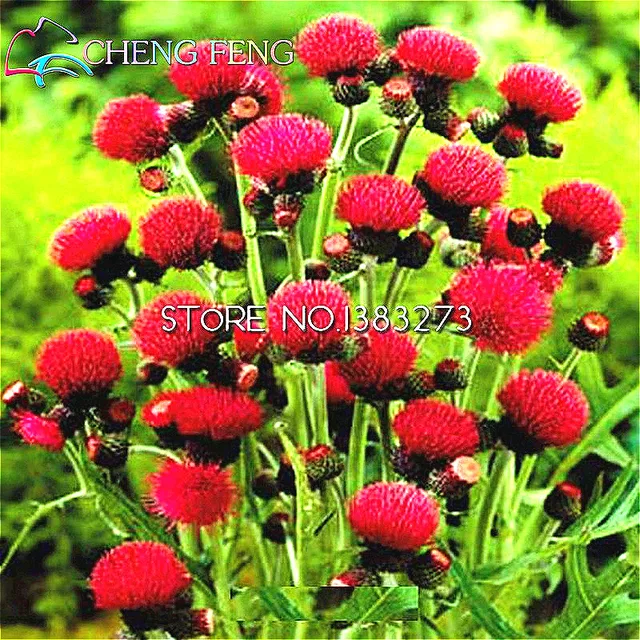 2016 100pcs Outdoor Garden Rare Flowers Seeds Flower Bulbs 2016 100pcs Outdoor Garden Rare Flowers Seeds Flower Bulbs Perennial Home Jardin Plants Anese Bonsai