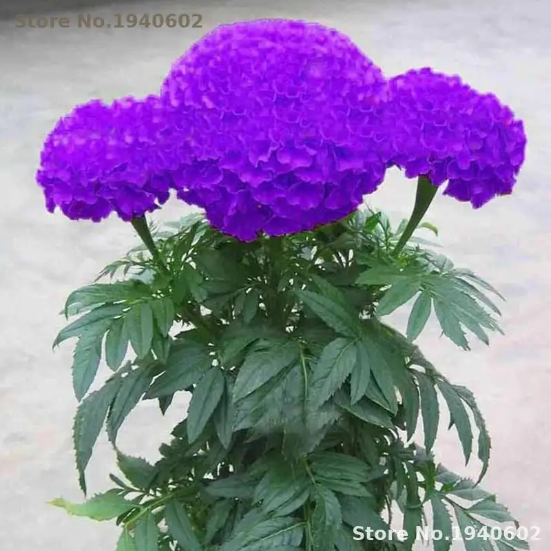 

bonsais Hot Sale Rare Purple Maidenhair bonsais Flower Potted Herb Garden Marigold Chrysanthemum bonsais 20pcs