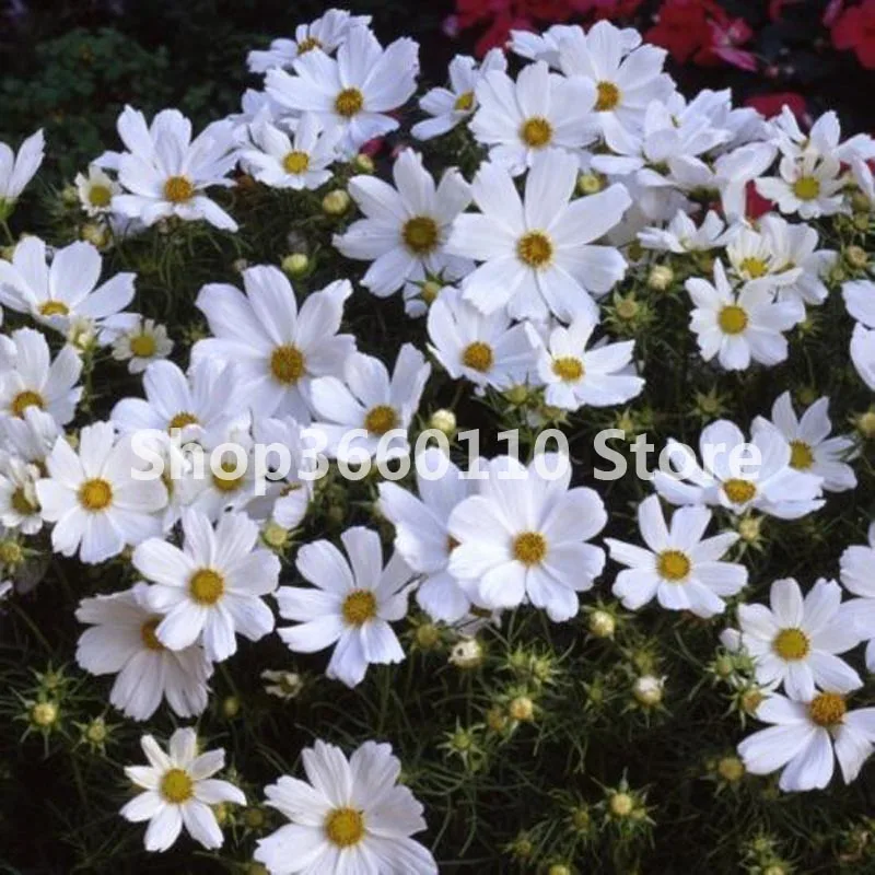 

30 Pcs Chocolate Cosmos Flower Bonsai Blooms All Summer Long And Has Rich Scent Like Chocolate Potted Plant DIY Home Garden