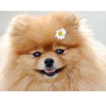 

DIY Diamond Painting Cross Stitch Crafts 5D Diamond Mosaic Home Decor Full Square Diamond Embroidery pomeranian cute dog SD857