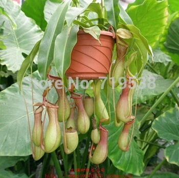 

50pcs/pack Cheap Bonsai Nepenthes bonsais eating mosquito varieties of bonsai plants mixed